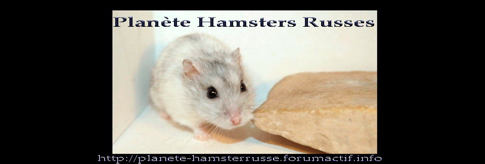Planète Hamsters Russes